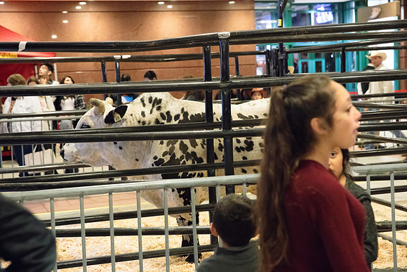 020417_HONDA_CENTER_0015